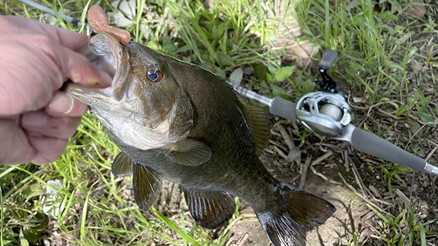 ゲーリーヤマモト ヤマタヌキ 釣果