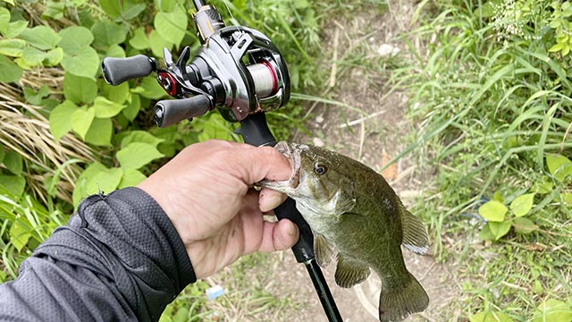 ダイワ アルファスAIR TW 釣果