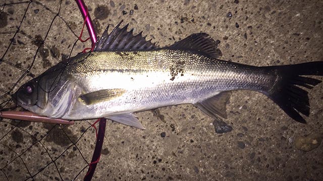 シーバス釣り ルアーフィッシング入門